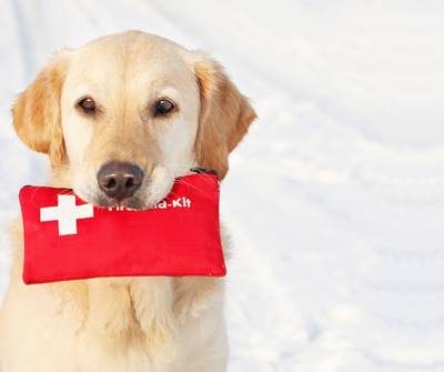 Basic Pet First Aid: A Guide for Pet Owners