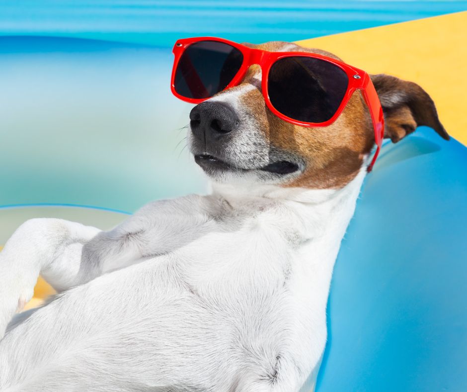 Keeping Your Furry Friends Cool: Pet Safety Tips for the Hot Summer Month - Whisker&Fang
