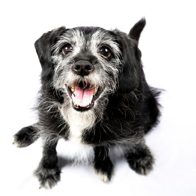 Compassionate Care: Tips for Caring for Our Senior Pets with Incontinence