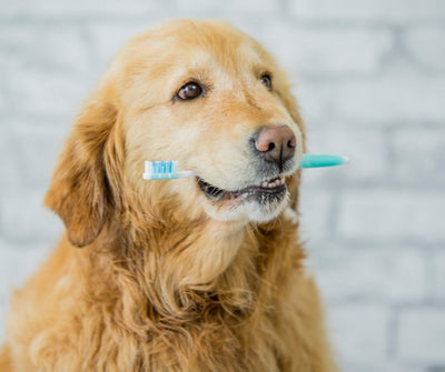 Unleashing Smiles: The Crucial Role of Pet Dental Health and Daily Care Tips