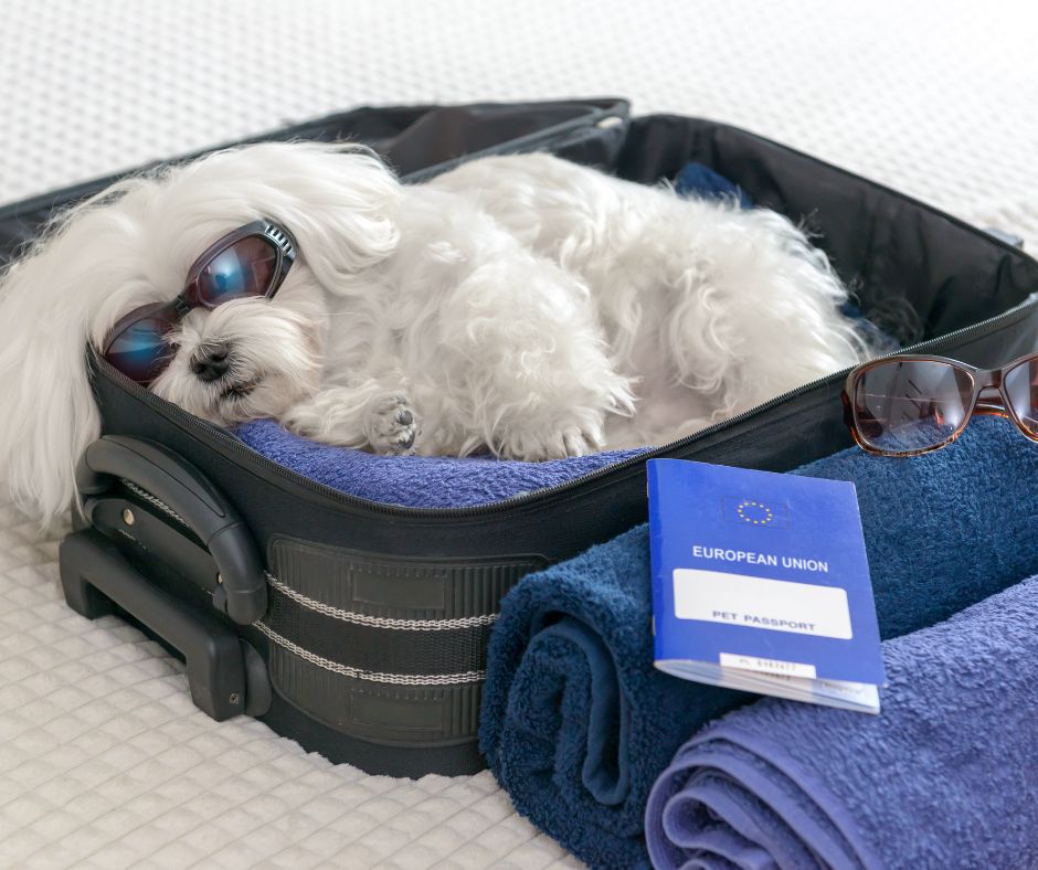 Wanderlust with Whiskers: Traveling Safely with Your Beloved Pets - Whisker&Fang