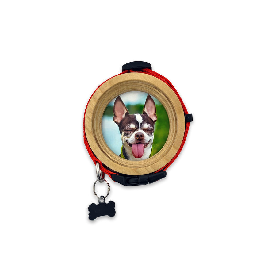 The Chihuahua | Halo Pet Frame and Collar Display (Limited Edition Handmade Wood) - Whisker&Fang